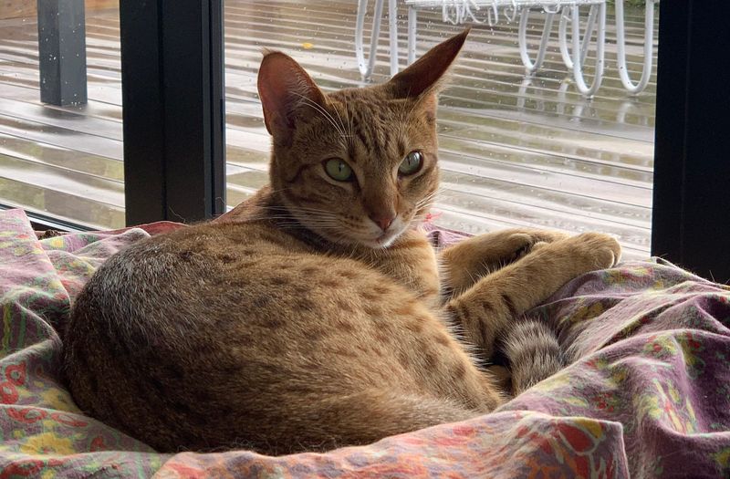 Ocicat