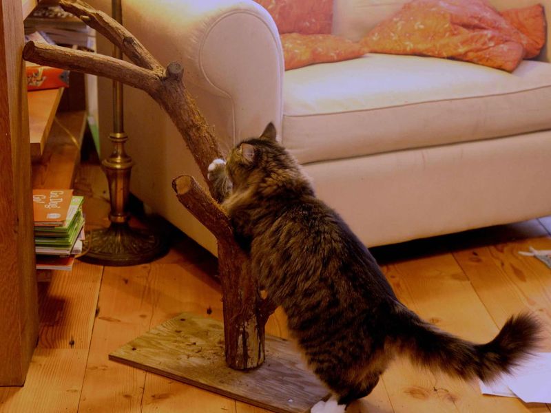 Offer Plenty of Scratching Posts