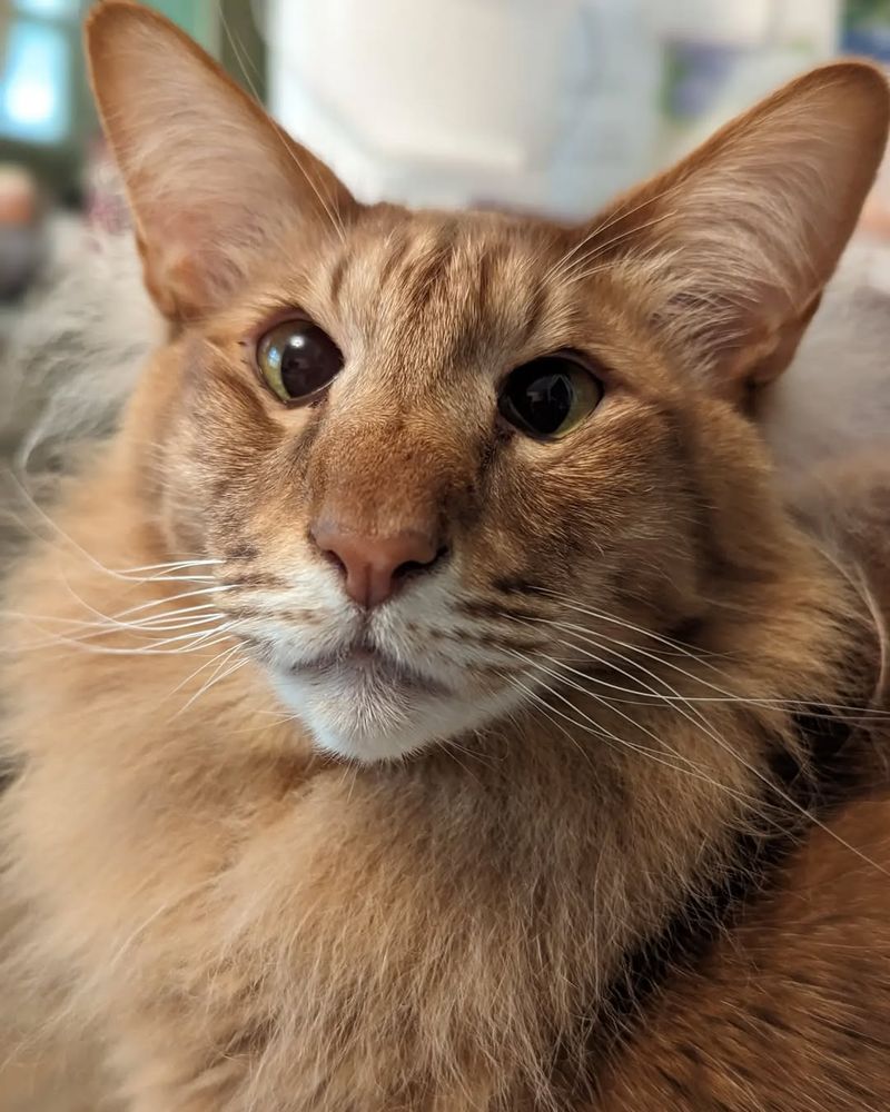 Oriental Longhair