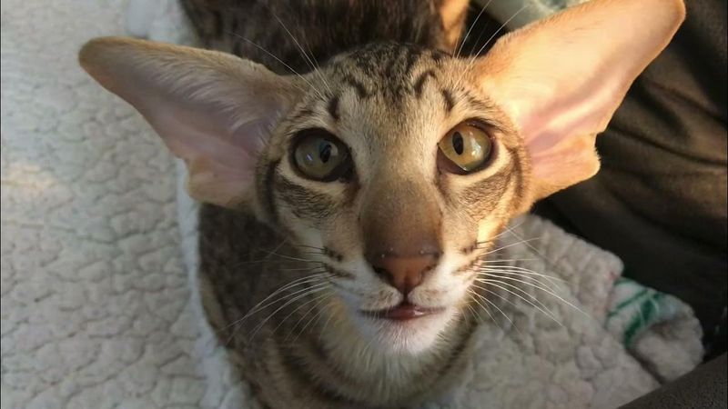 Oriental Shorthair