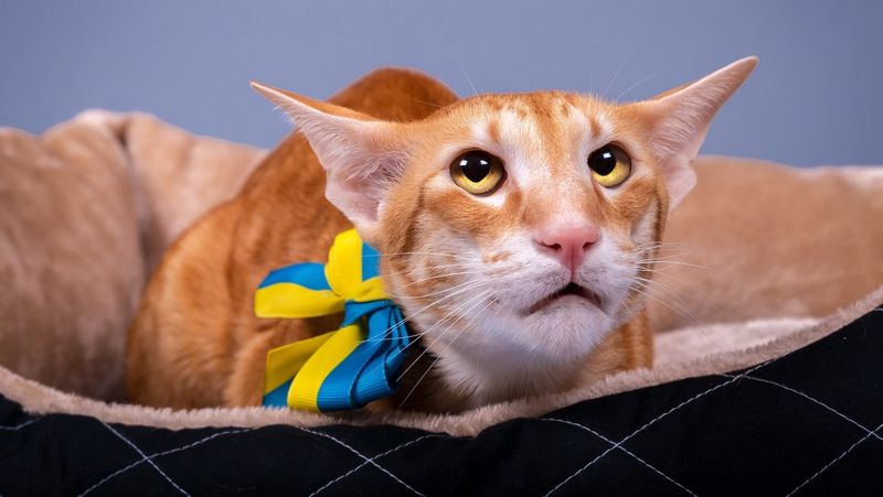 Oriental Shorthair