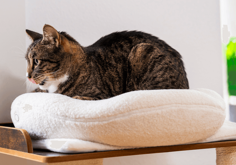 Orthopedic Cat Bed