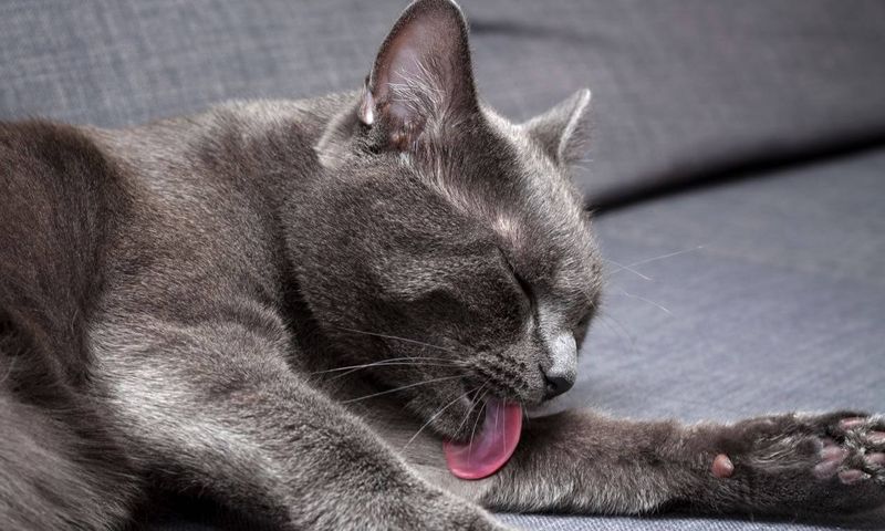 Over-Licking