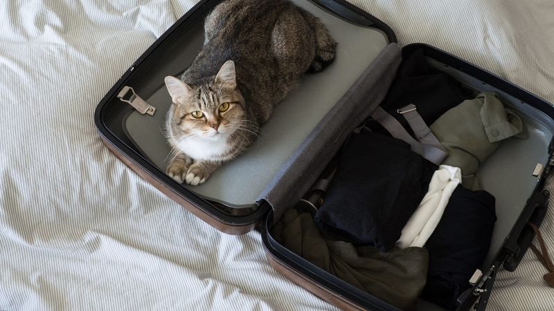 Packing clean clothes? Let me add some cat hair for you, just in case!