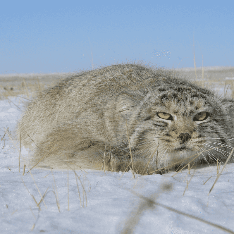 Pallas's Cat