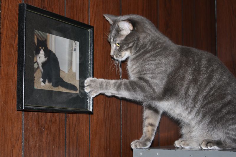 Pawing at Objects
