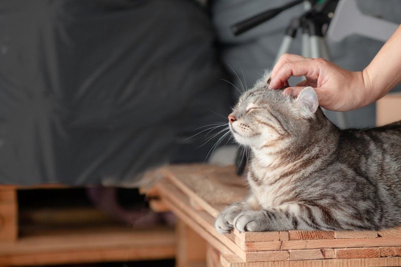 Pawsome Massage Moments