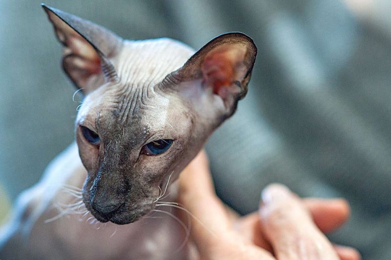 Peterbald