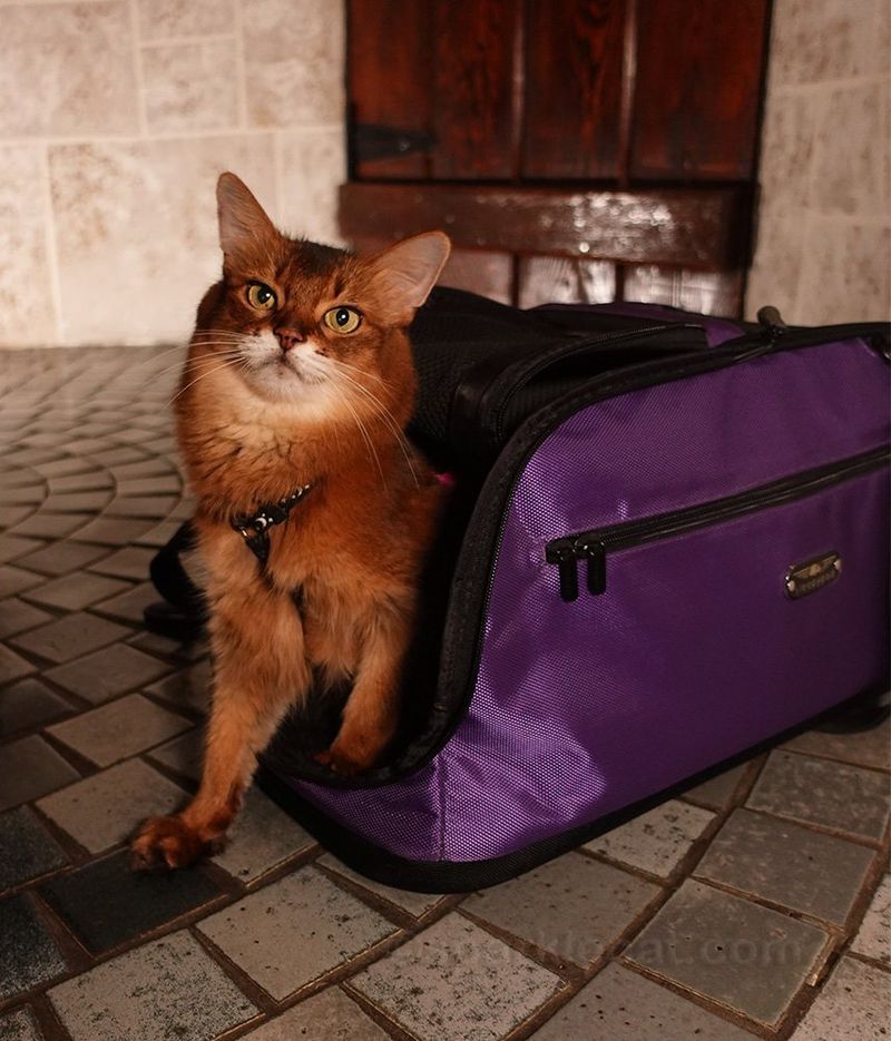 Prepare a Cat Emergency Kit