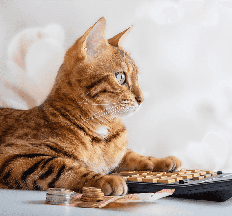 Pressure to Buy Quickly or Pay Upfront