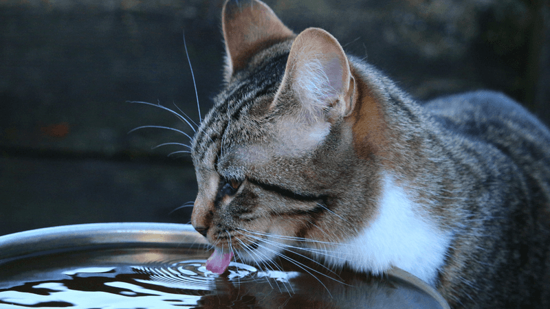 Provide Fresh Water at All Times