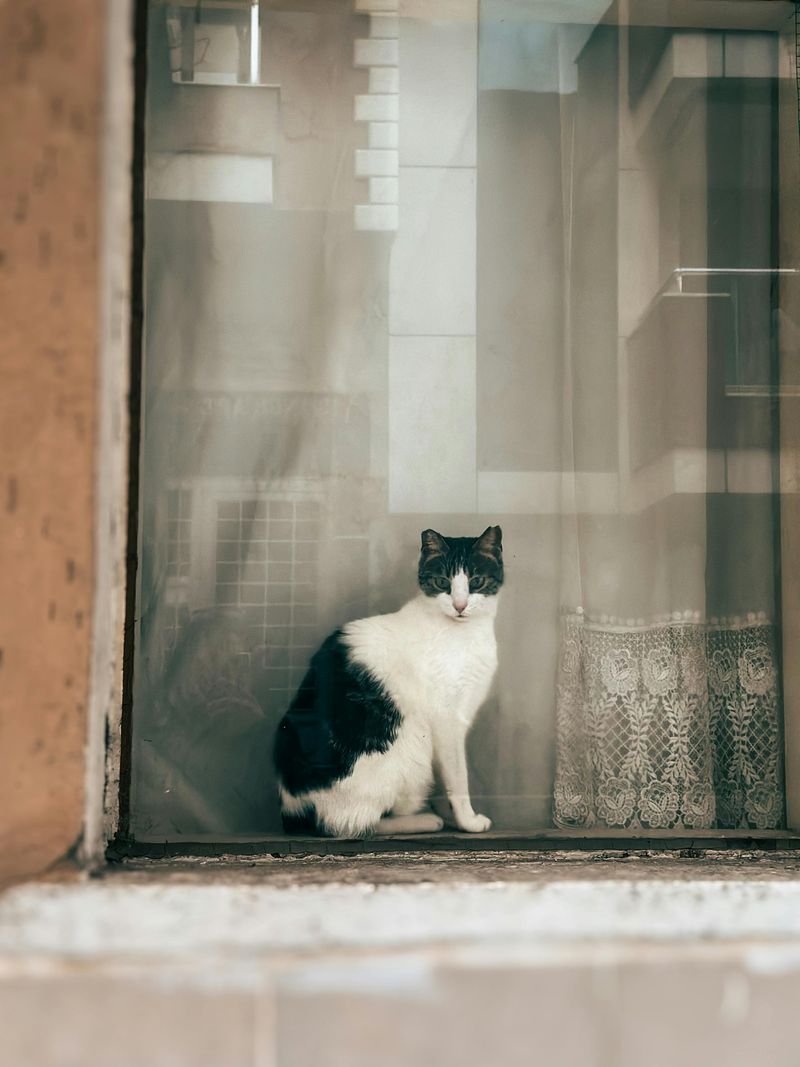 Provide a Window View or Bird Feeder