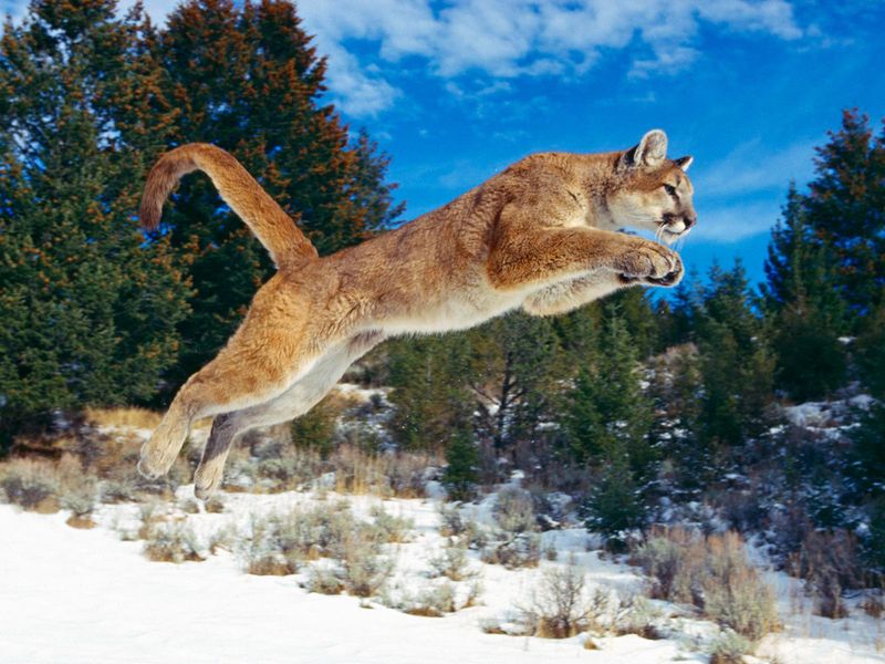 Puma (Mountain Lion)