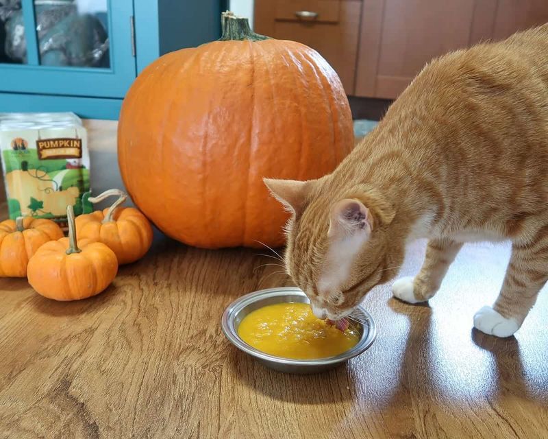 Pumpkin Puree