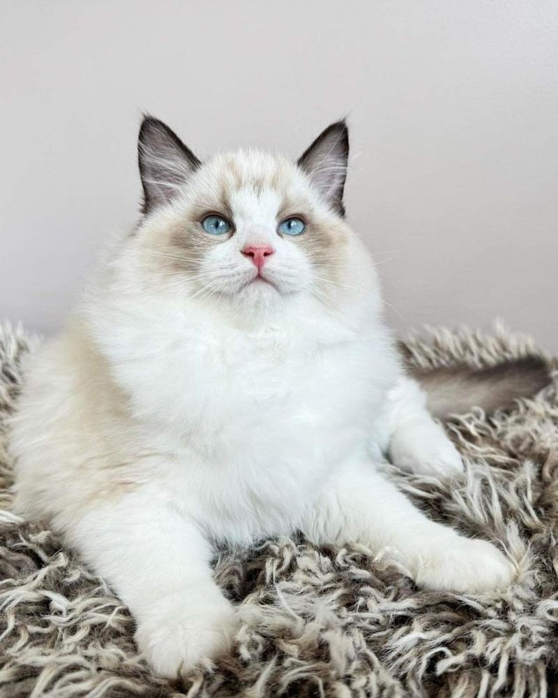 Ragdoll