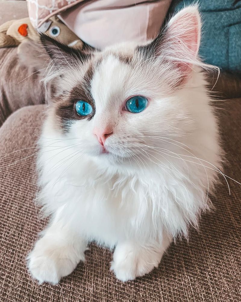 Ragdoll