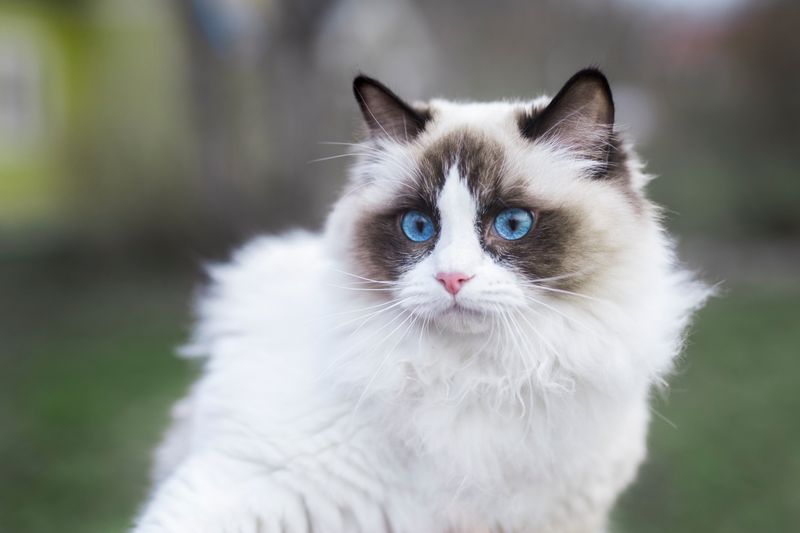 Ragdoll