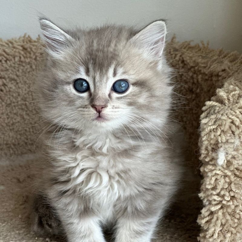 Ragdoll