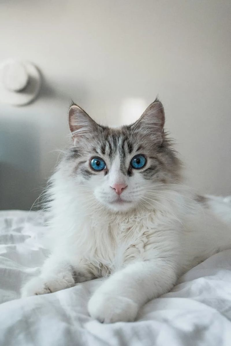 Ragdoll