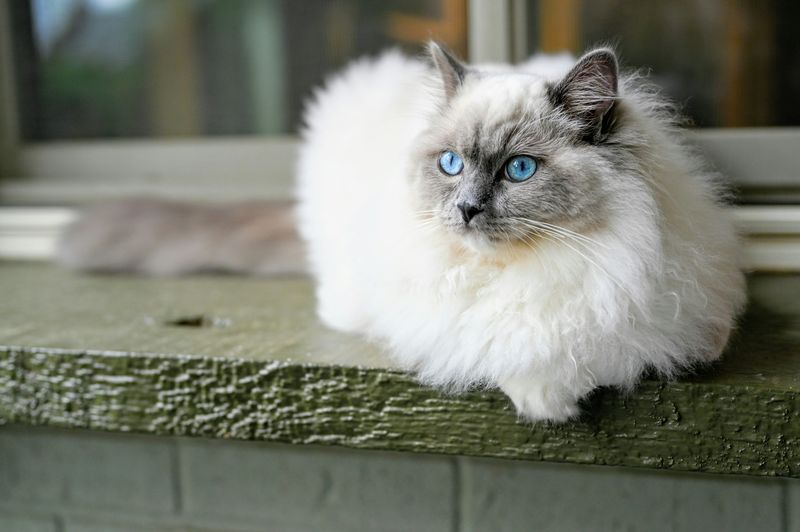 Ragdoll