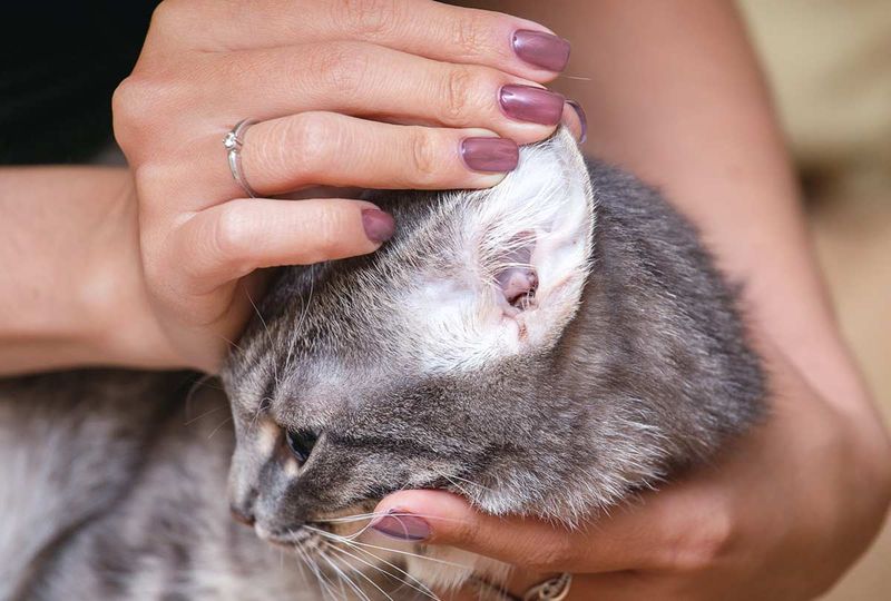 Regular Ear Checks