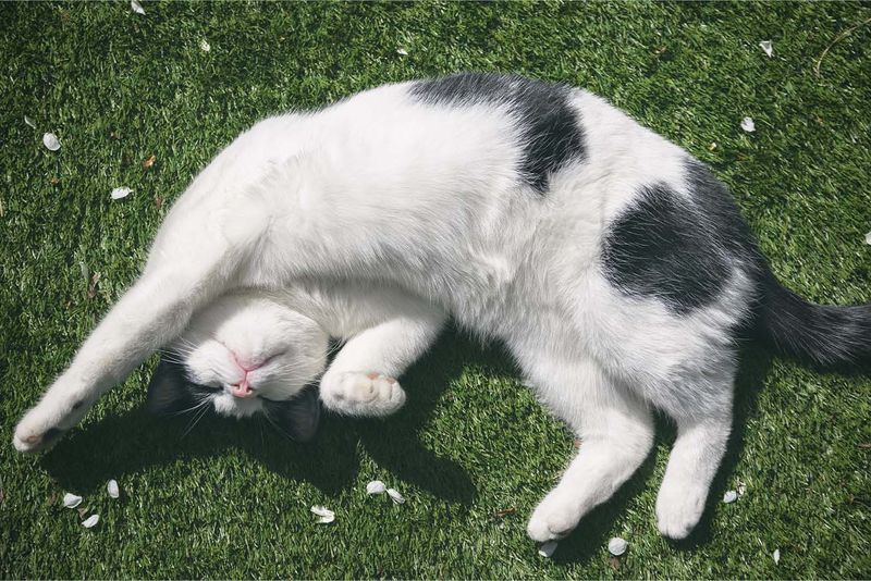 Rolling Over and Showing Belly