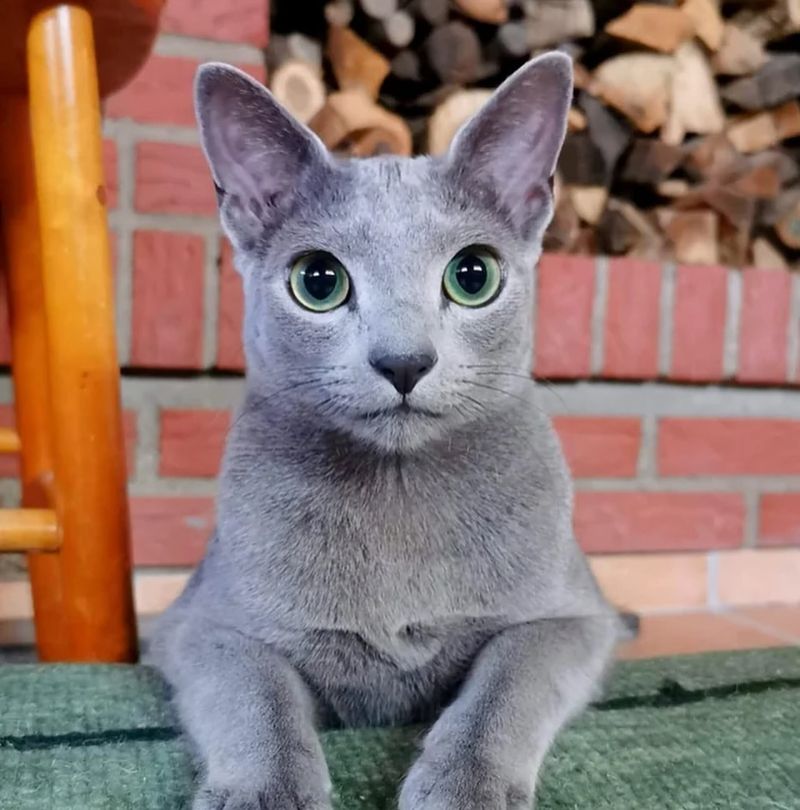 Russian Blue