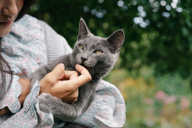 Russian Blue