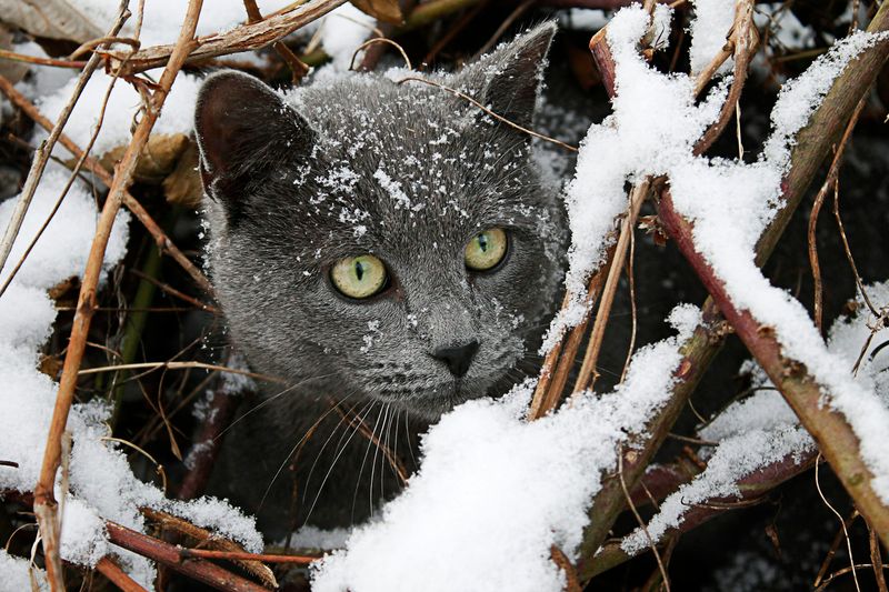 Russian Blue