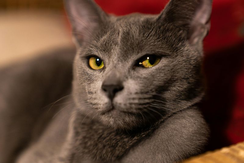 Russian Blue