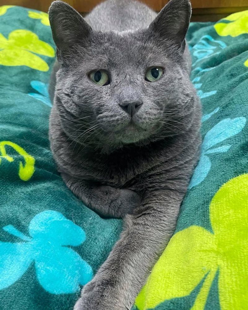 Russian Blue