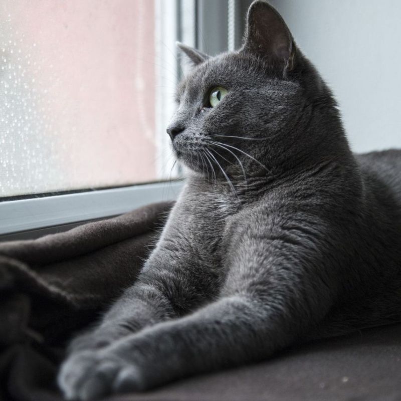 Russian Blue