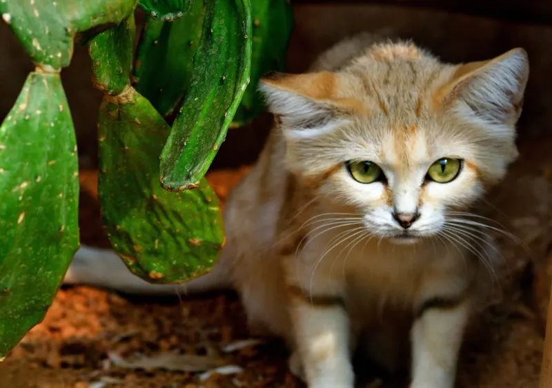 Sand Cat