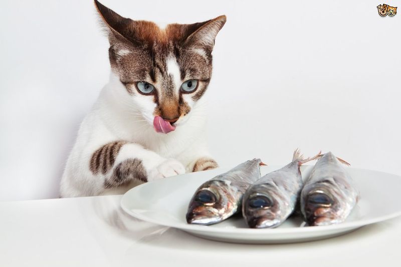 Sardine Sprinkles