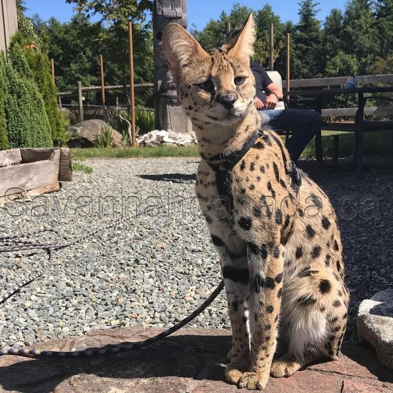 Savannah