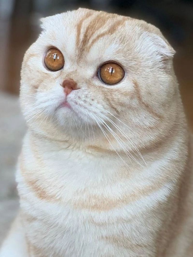 Scottish Fold