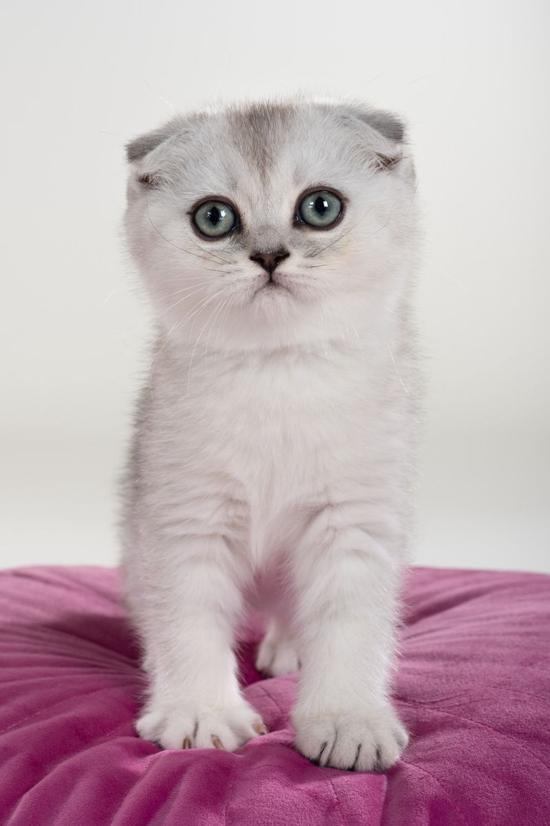 Scottish Fold