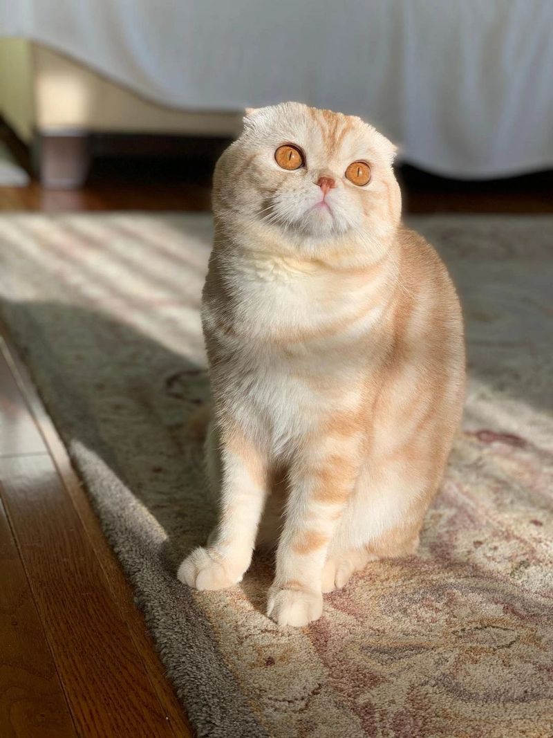 Scottish Fold