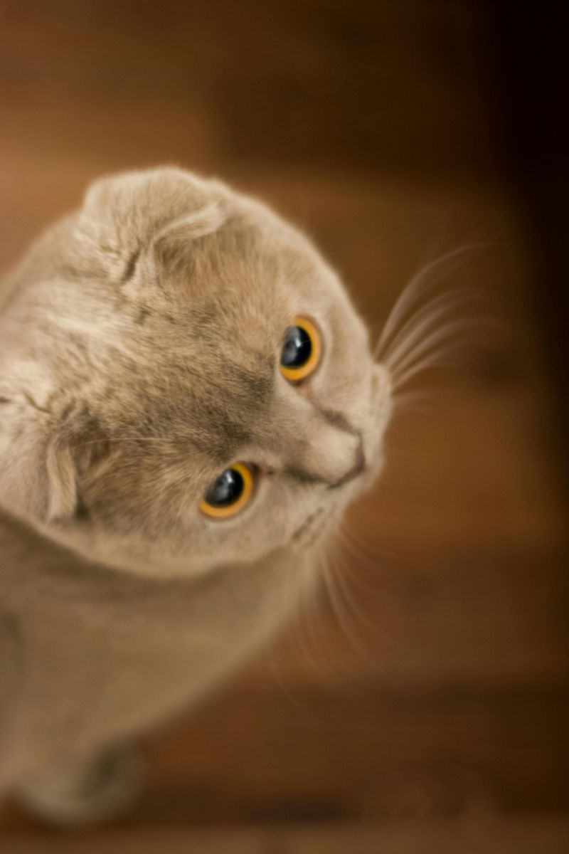 Scottish Fold