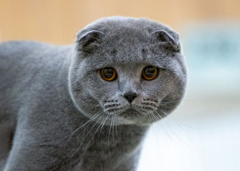 Scottish Fold