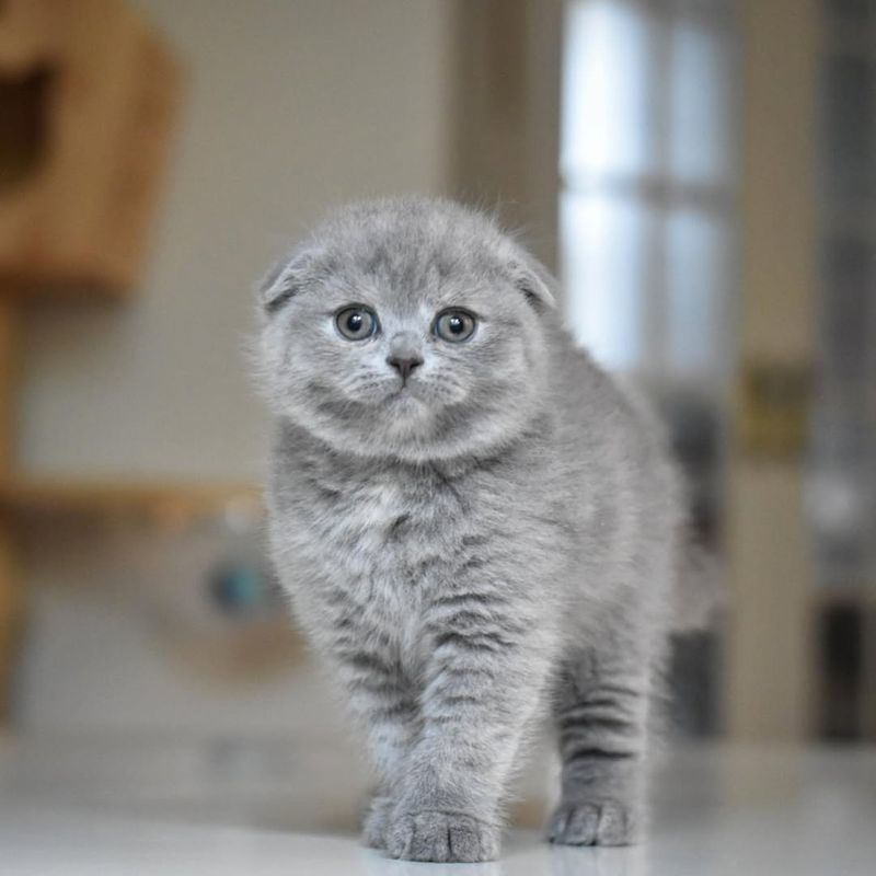 Scottish Fold