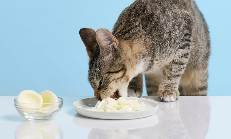 Scrambled Eggs