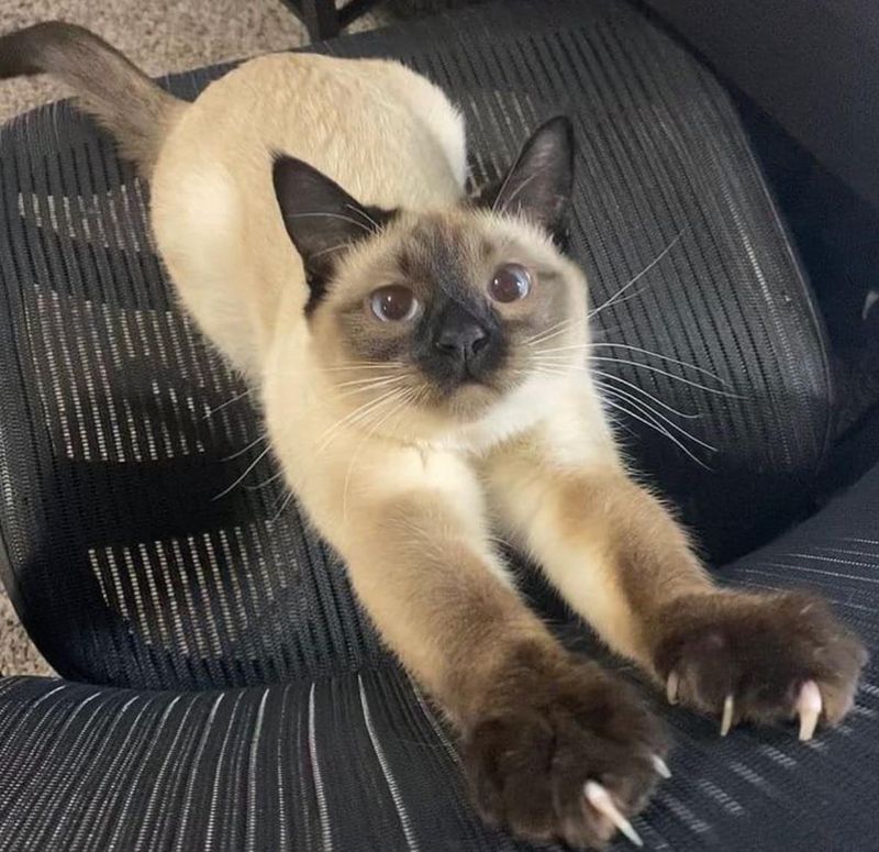 Scratching Furniture