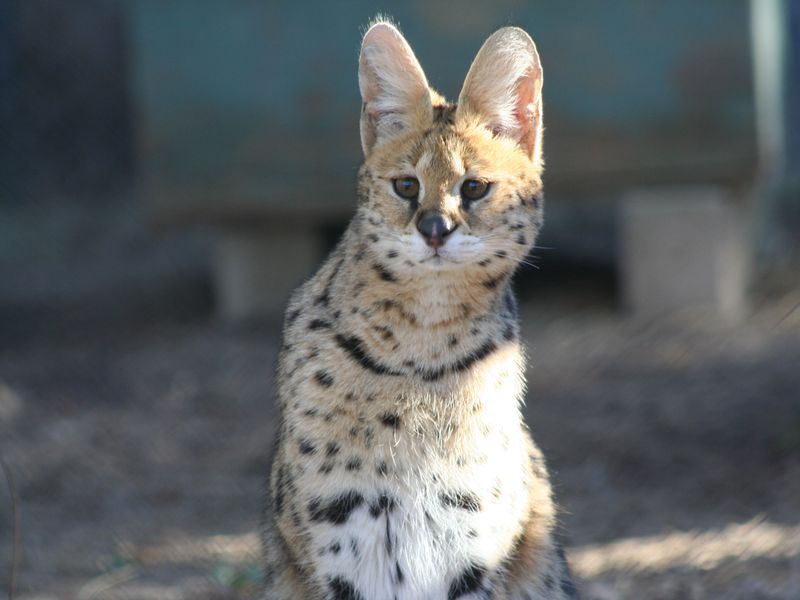 Serval