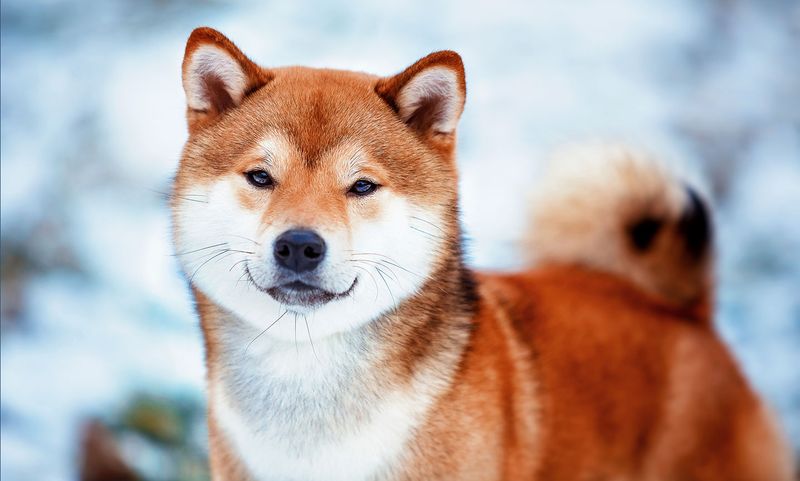 Shiba Inu