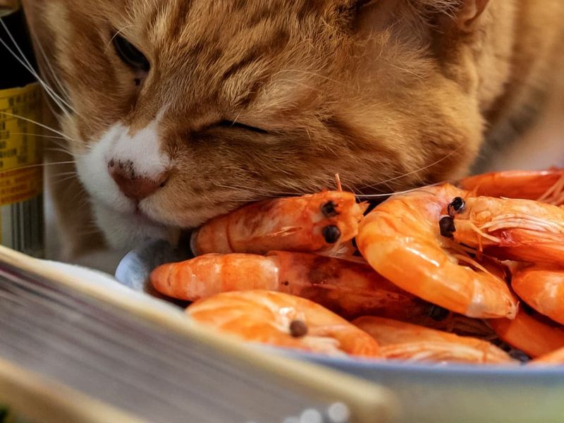 Shrimp & Sweet Potato Delights