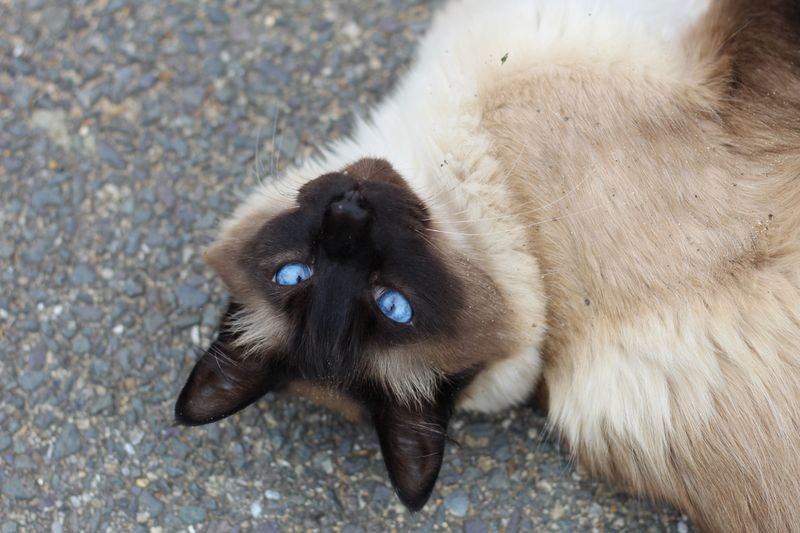 Siamese