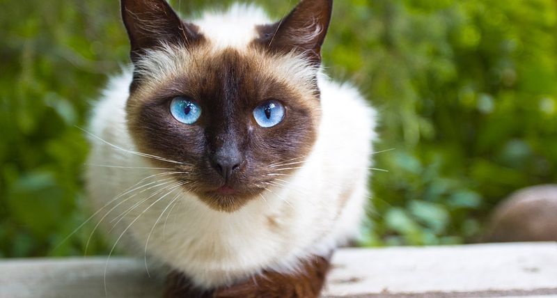 Siamese