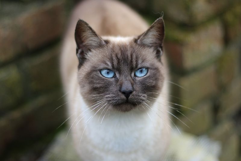 Siamese