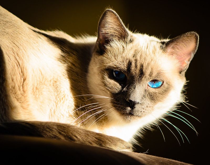 Siamese